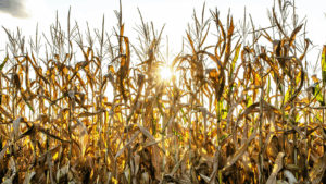 The Silly Season Gets Serious – August Market Commentary
