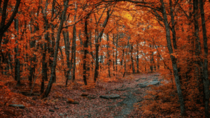 October Market Commentary – Is the Market Tuning Out Noise or Ignoring a Warning Siren?