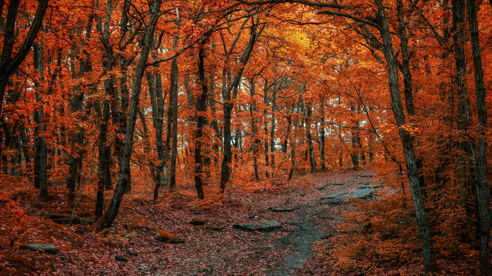 October Market Commentary – Is the Market Tuning Out Noise or Ignoring a Warning Siren? main image