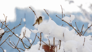 February Market Commentary – Labor, Tariffs, AI and Rates