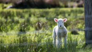 March Market Commentary – Shocks at Home and Abroad